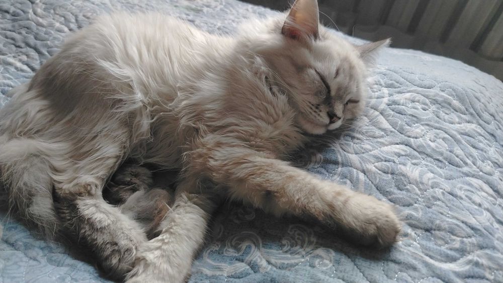 Кошка в добрые руки