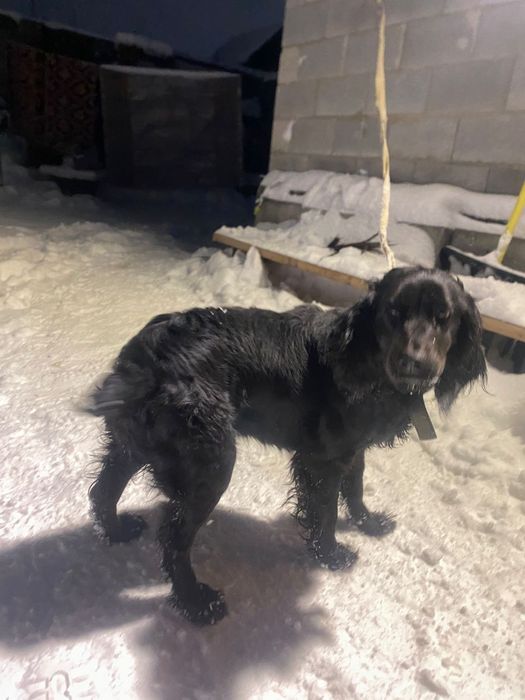 Продам русского спаниеля