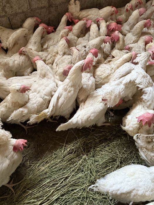 Куры несушки декалбы уайт.