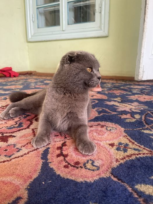 Mushug sotiladi beozor yuvosh