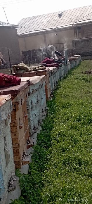 Асалари сотилади karpat