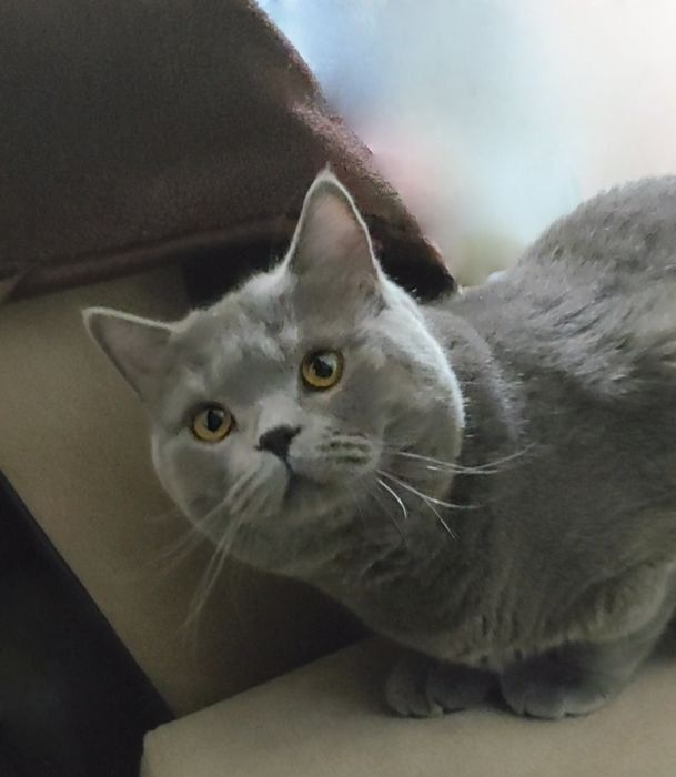 Продаётся шикарный кот в Чирчике .