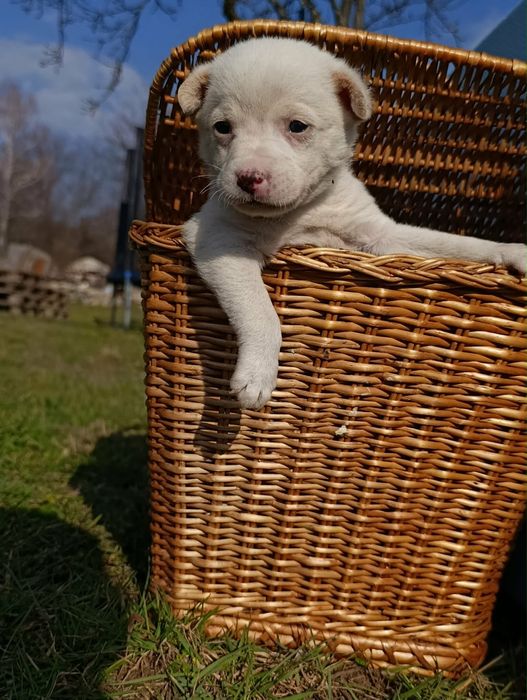 Малки кученца търсят дом
