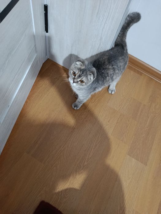 Mushuk sotiladi qiz bola