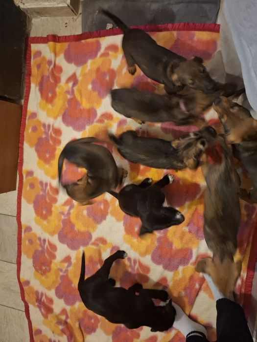 9 малки кученца търсейки си нов дом