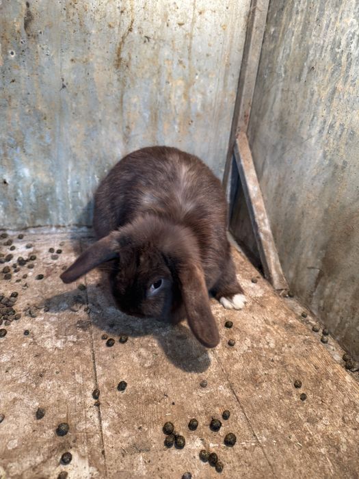 Karlik baran sotiladi