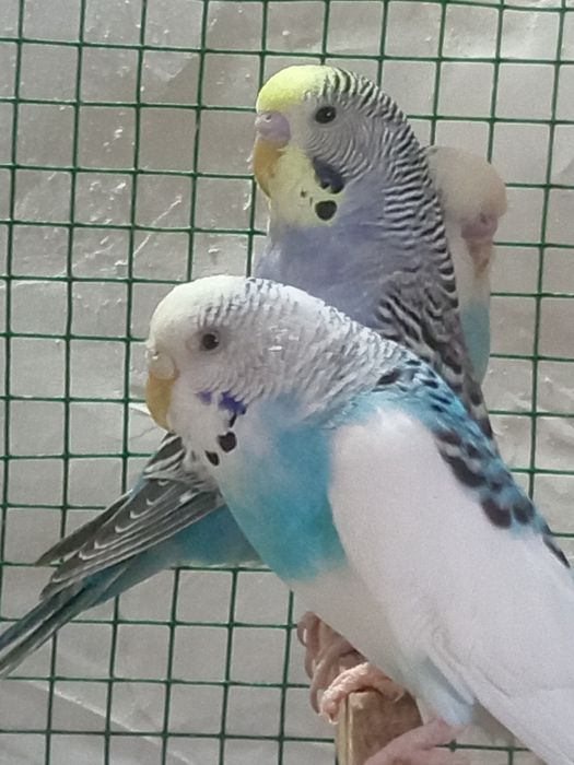 Папугай сатилади