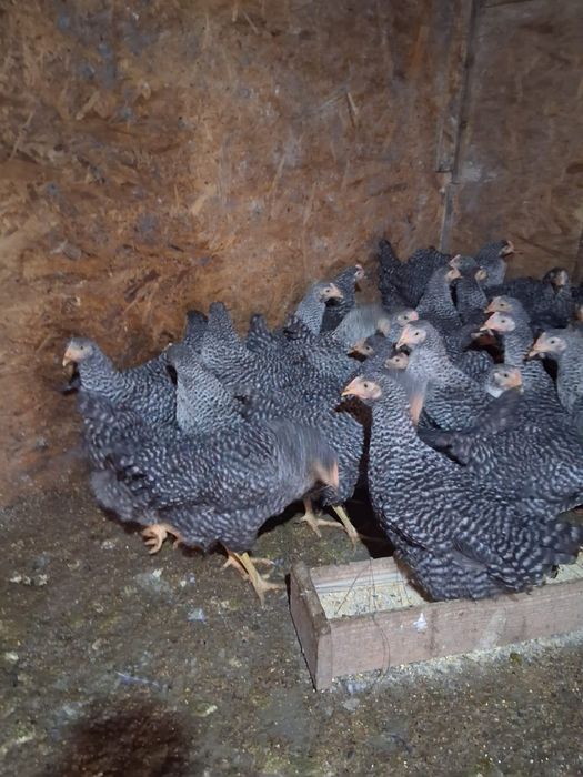 Puicuțe ouătoare de vânzare