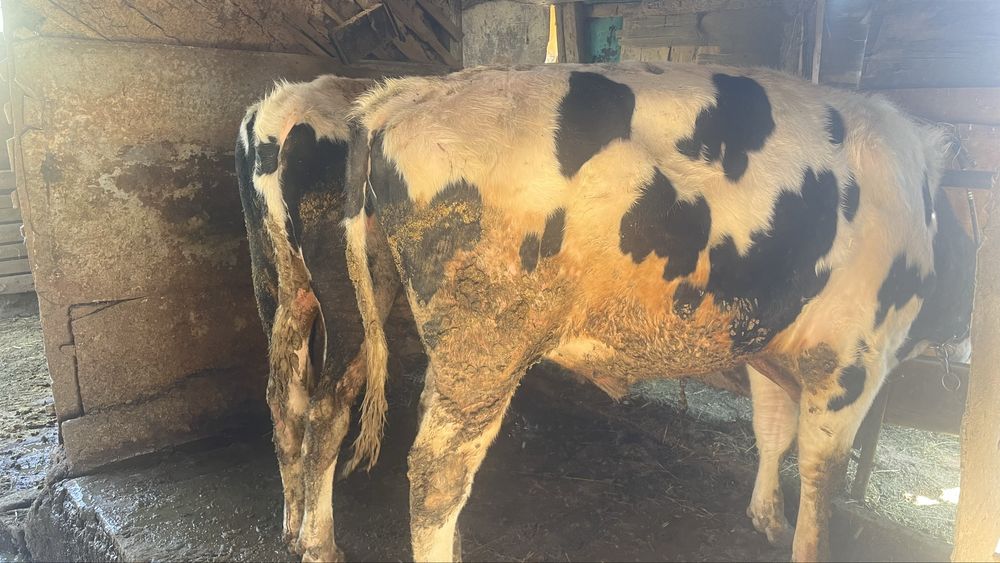 Бычки черна белые