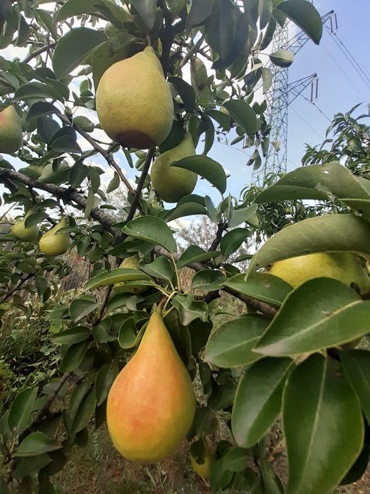 Oportunitate investitie! Teren intravilan Ghercesti