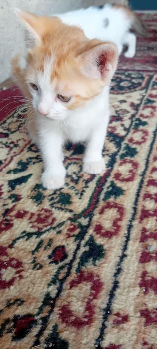 Mushuk bolalari xadyaga yaxshi qaredigan insonlarga