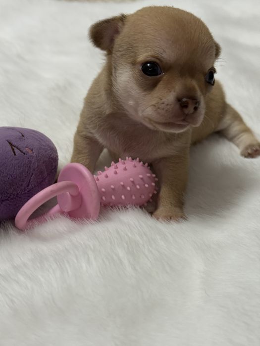 Супер мальчишка чихуауа