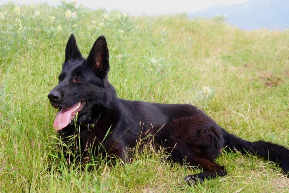 Щенки немецкой овчарки