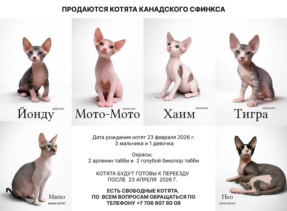 Продаются котята Канадского сфинкса