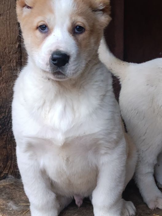 Кобель Алабайчик .