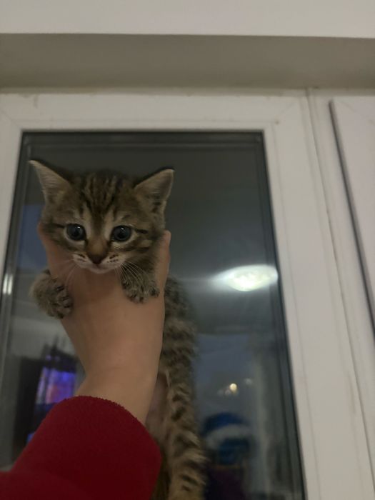 Отдам котят в добрые руки(кошка кот)