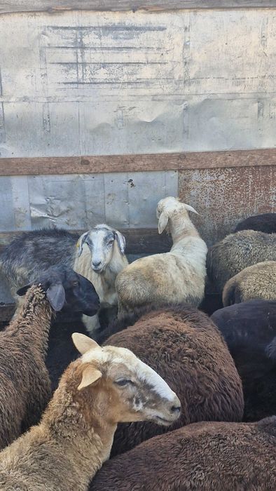 Продам ешкі , козы 5 голов