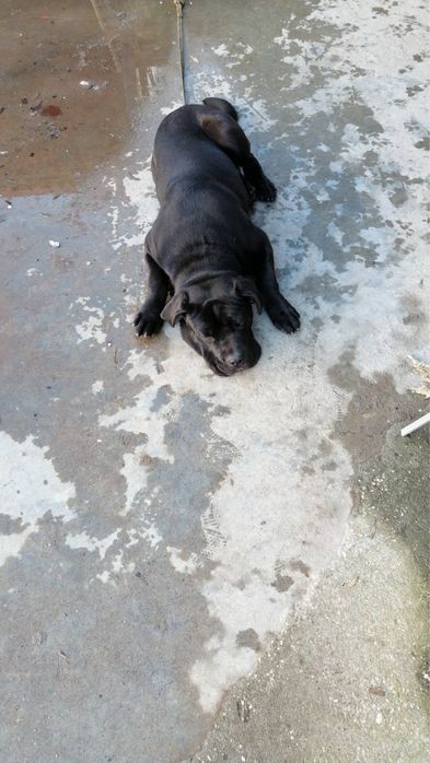 Кане Корсо  с Паспорт и Ваксинa