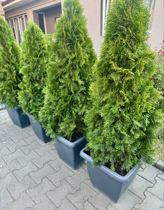 Tuia / Thuja Smaragd