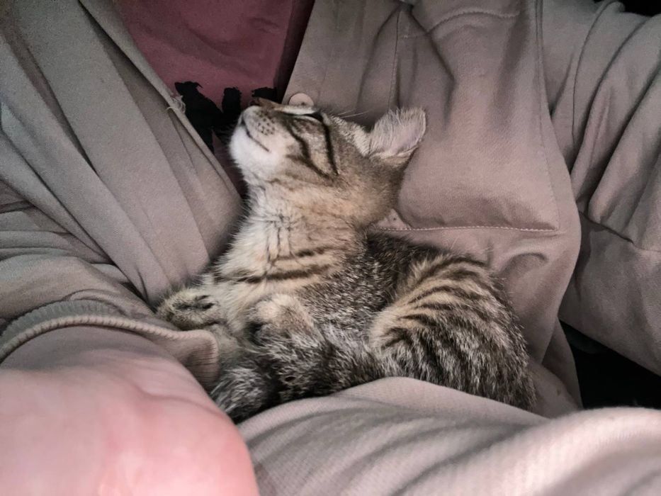 Милую кошку в добрые руки