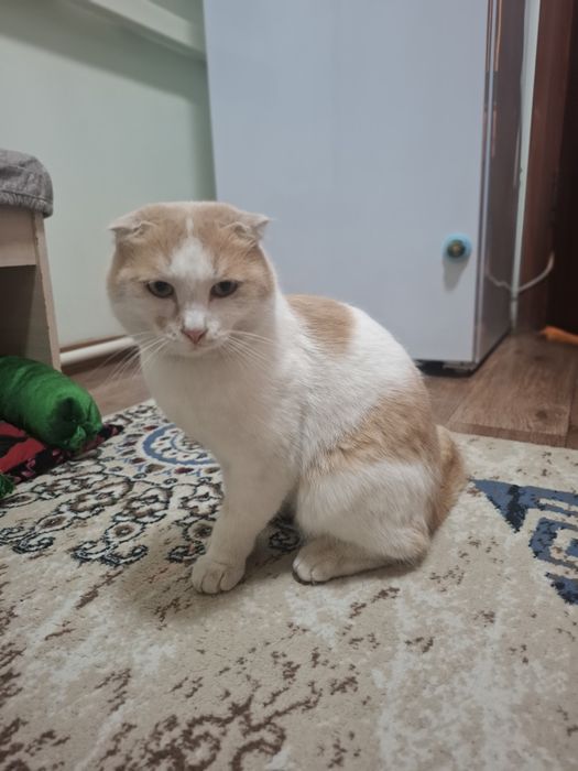 Отдам котика в хорошие руки