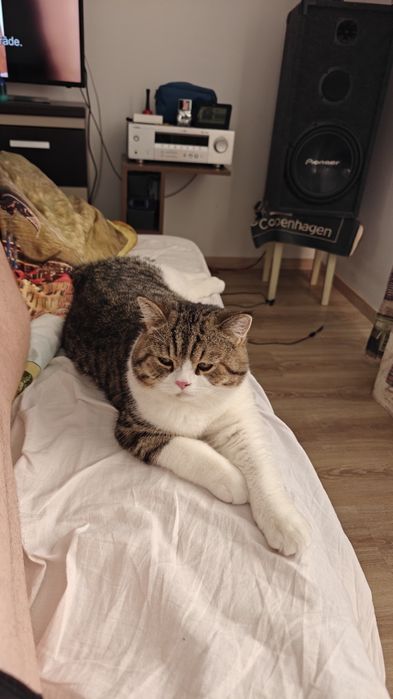 British shorthair lilac