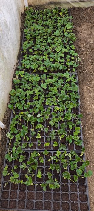 Stoloni de capsuni și puieți albiția