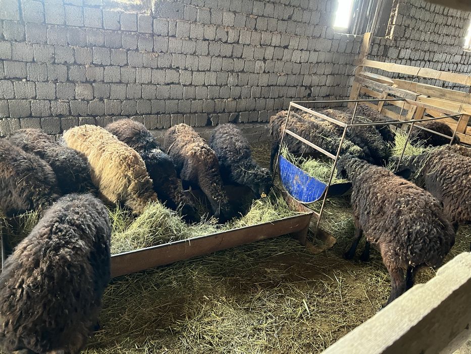 14 бас кой сатлады