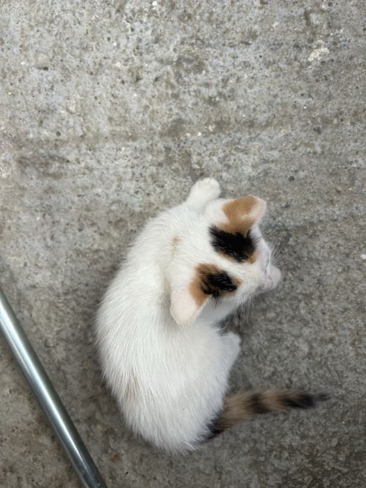 Подарявам  малки котета