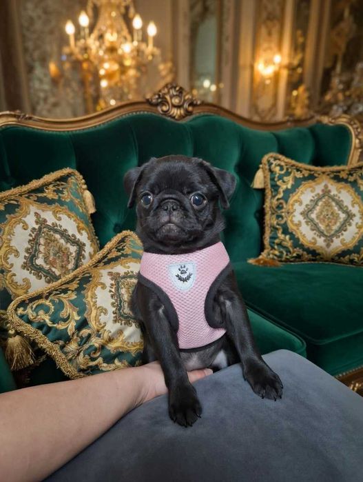 Малышка породы МОПС