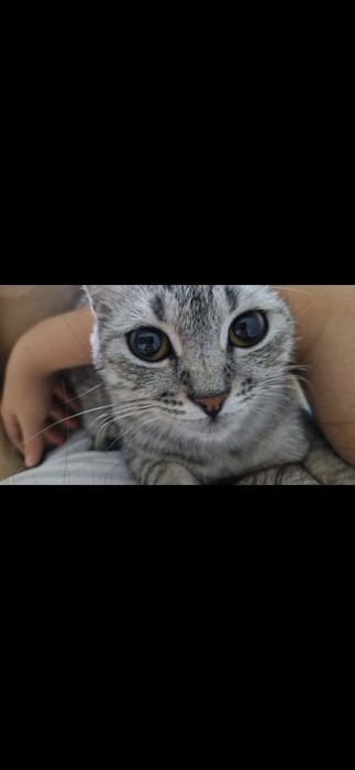Кошка девочка Шымкент
