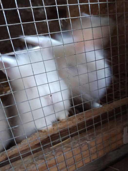 Iepurași cap de leu