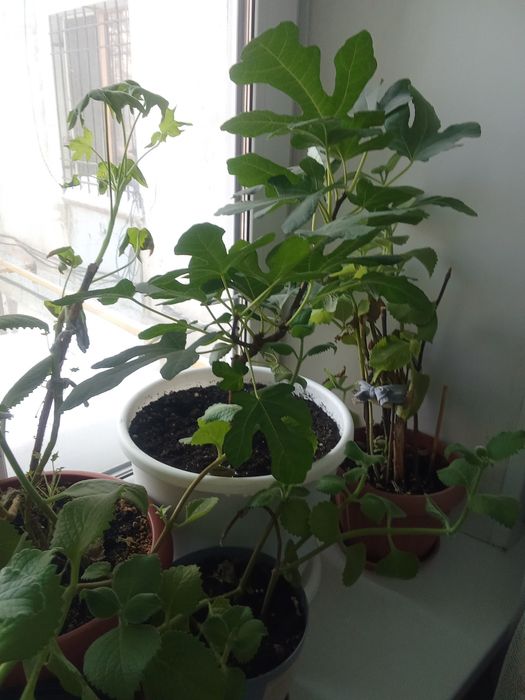 Продам мандарин,инжир и лимоны