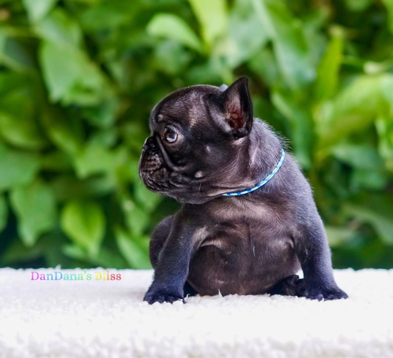 Bulldog francez cu pedigree - mascul