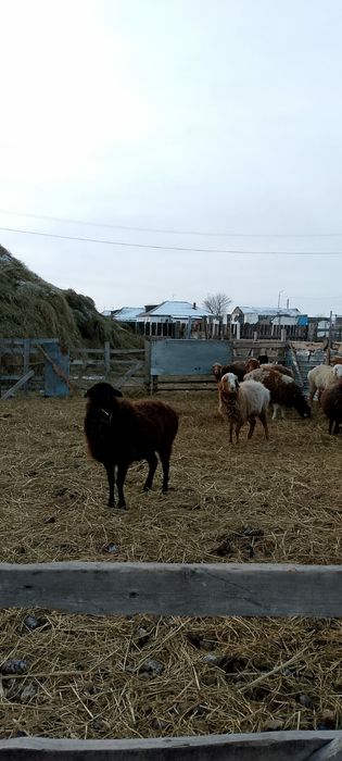 Продам баранов,қой.