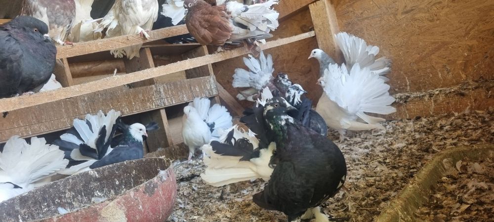 Vand porumbei rotati