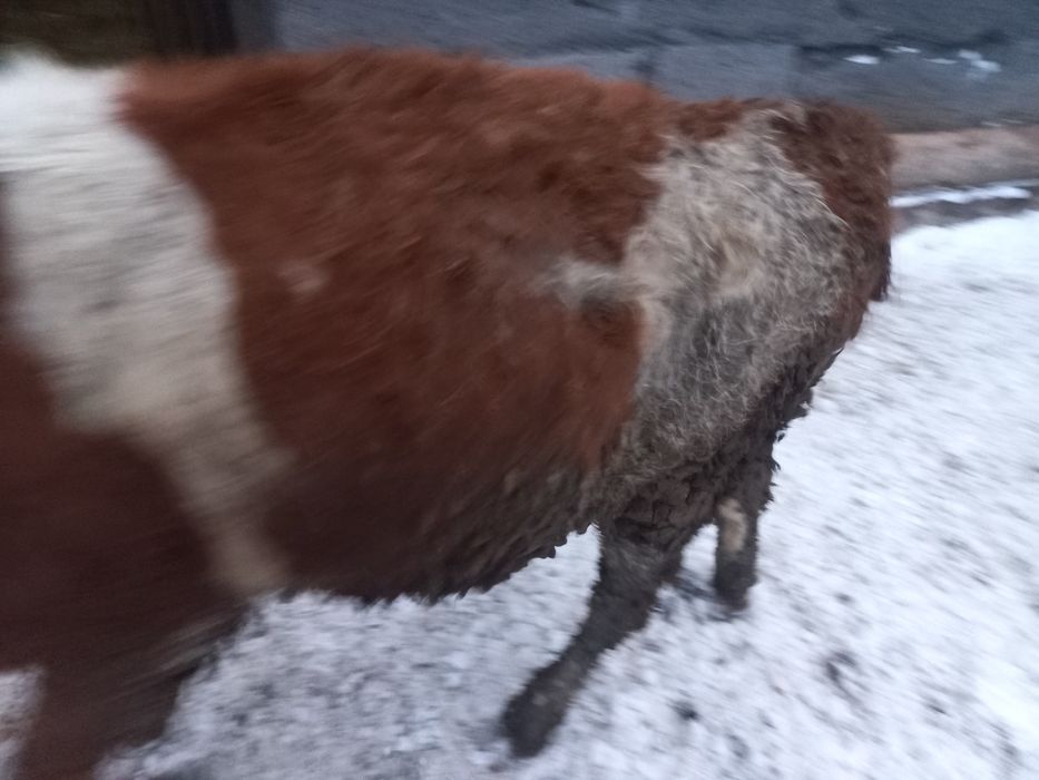 Продам бычков в городе Семей