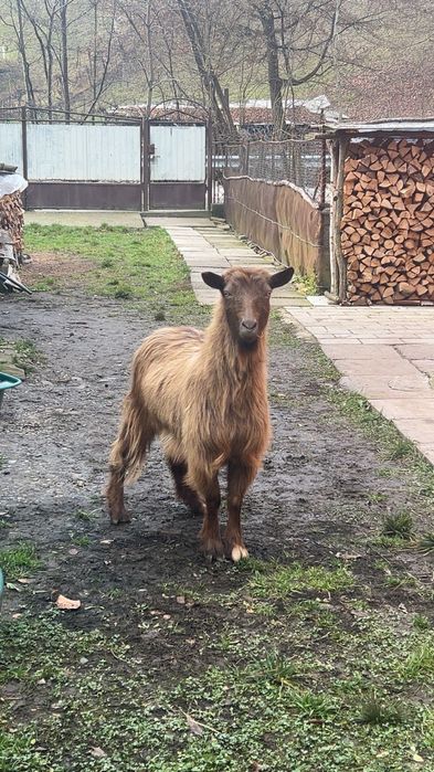 Capră vătuie tânără