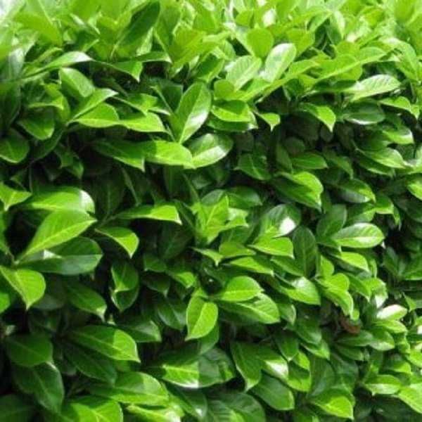 Лавровишна (Prunus laurocerasus)-30-40см