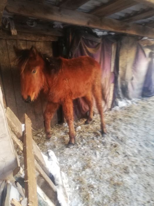Продам кобылу  7 лет.     Жеребёнок 9 месяцев