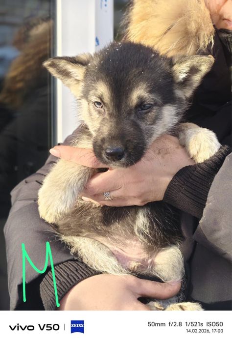 Милые щенки ищут дом!