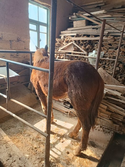 Toy sotiladi arzon narhlarda