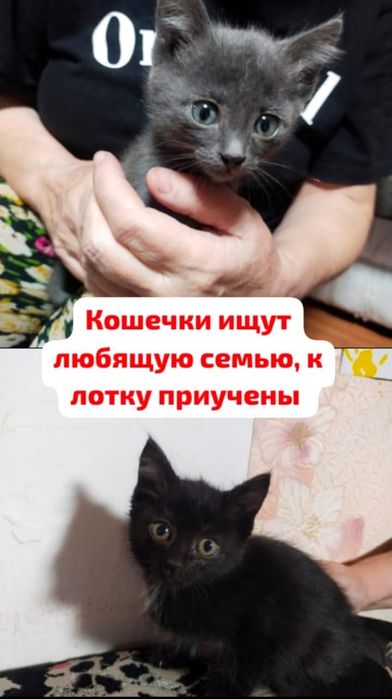 Кошечки ищут дом