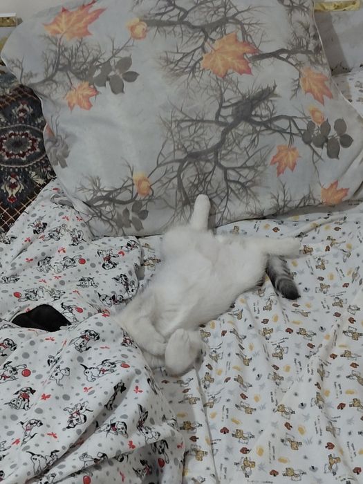 Serebra..shinshil ogʻil bola_5 oylik. Onasi: Zalataya shinshil  1.5 y