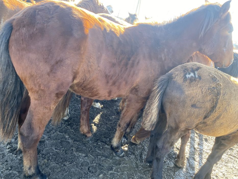 Продам полтарашек тай