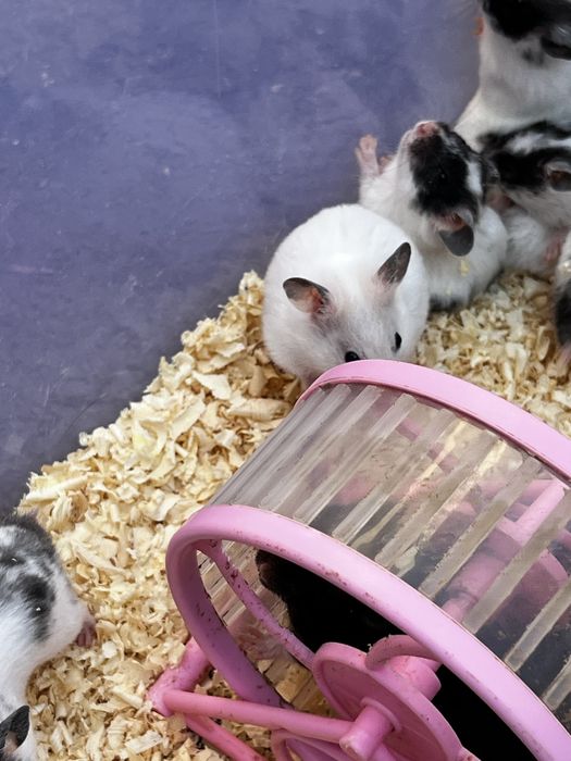 Hamster qolga organgan