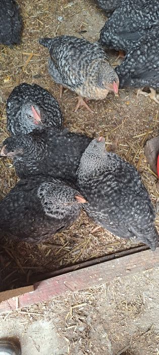 Vind pui porumbac mixt