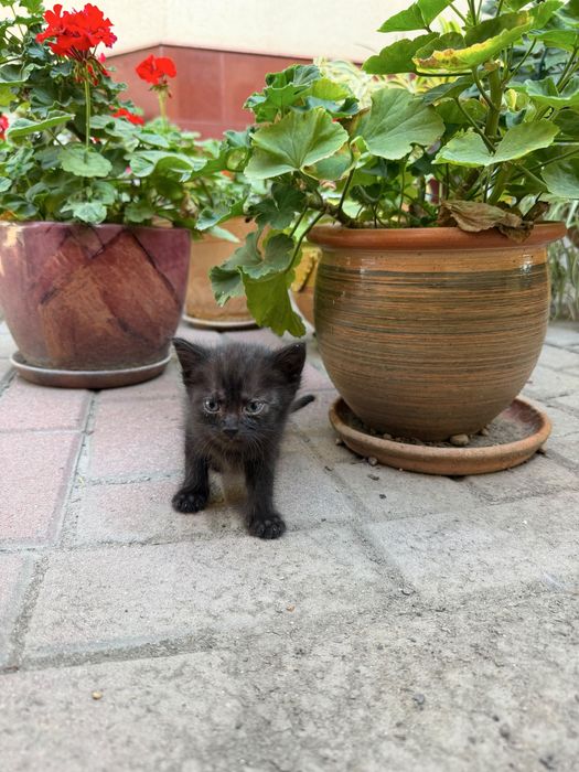 Кошки две девочки бесплатно