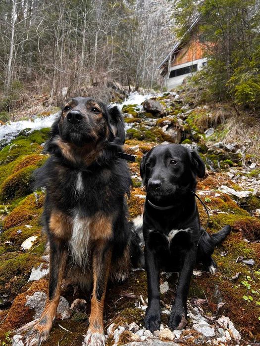 Dresaj canin si disciplina de baza