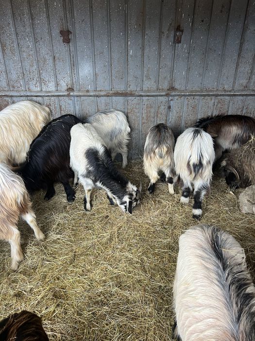 Schimb capre cu vaci , vitei , pui de bivol